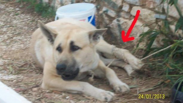 Εγκατέλειψε τον σκύλο του δένοντας τον σε παιδική χαρά της Αργυρούπολης